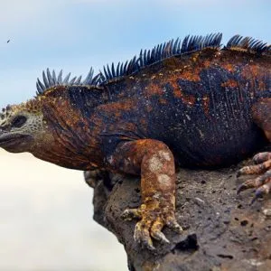 Región insular iguana