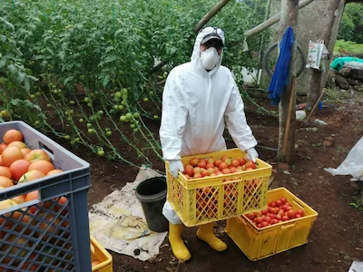Agricultura en Galápagos