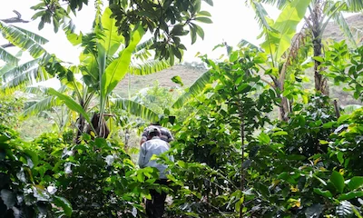 Cultivos Región Amazónica