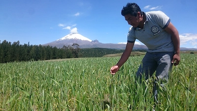 Cultivos en la Región Sierra Cultivos en la Región Sierra