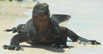 Iguana Galápagos